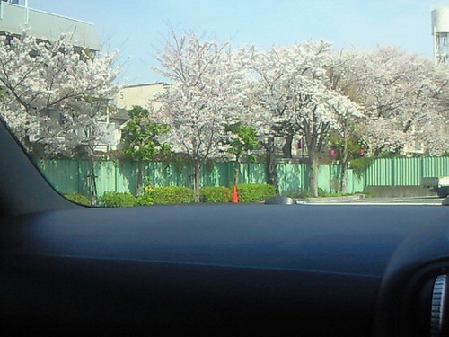 桜満開のイメージ